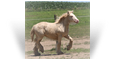 ~Northern Lights Elysian Fleur~ '18 Silver Smoky Cream Filly out of Candy - Australia